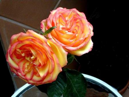 roses en duo